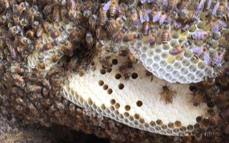 放魚 蜜蜂在窗外 築 巢